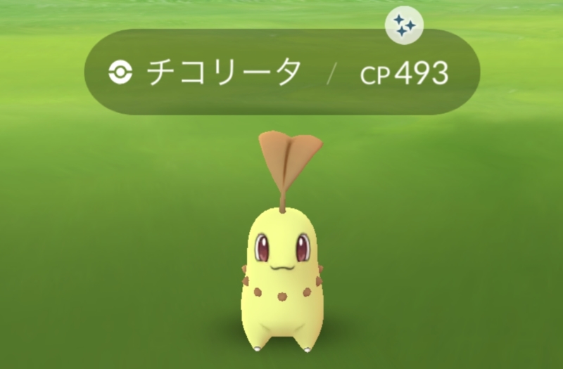 チコリータコミュデイの最中にケンタロスが生まれた ﾟwﾟ ﾉ ポケモンgo的な